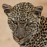 Profile Picture of Paul Ellis (@The Treerunner) on Flickr