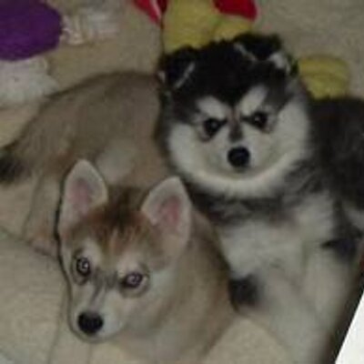 PRinz'kiM'viLLanUevA - Twitter Profile Picture of PRinz'kiM'viLLanUevA (@PriNzdeLmaRk) on Twitter