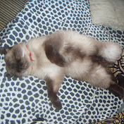 Profile Picture of Rosa Campbell (@rosacampbell2346) on Youtube