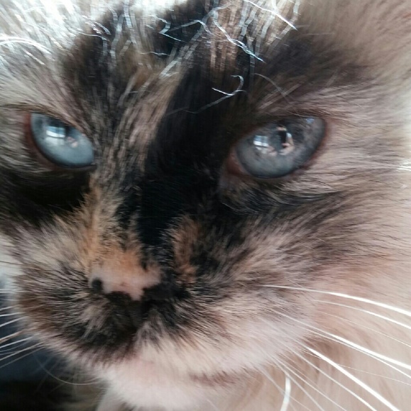 Profile Picture of Taryn Long (@annika327) on Poshmark