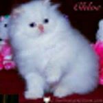 Profile Picture of Robert Jovanović (@dedcat84) on Instagram