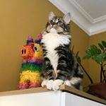 Profile Picture of Sean Paul (@seanpaulthecat) on Instagram