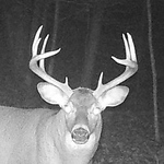 Profile Picture of Jason Lamontagne (@Jay's Wildlife Photos) on Flickr