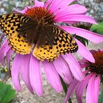 Profile Picture of Jeff Adams (@jmadamsgb) on Instagram