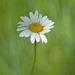 Profile Picture of Lauri Randolph (@laurirandolph) on Pinterest