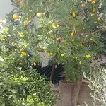 Profile Picture of Amani Nofal (@nofal497) on Instagram