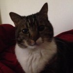 Profile Picture of Nathan Bumgarner (@jroan25haven) on Instagram