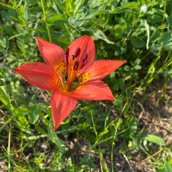 Trish Breum - Poshmark Profile Picture of Trish Breum (@jtbreum) on Poshmark