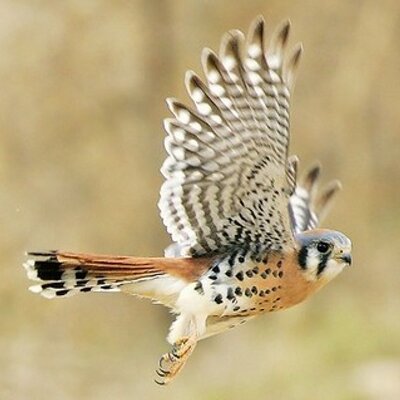 Profile Picture of sean ricker (@SacredBreeze) on Twitter