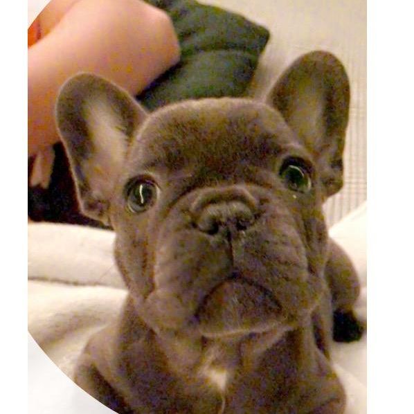 Profile Picture of pug & french bulldog (@george_lucy) on Tiktok