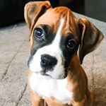 Profile Picture of Judge & Jack (@boozyboxer) on Instagram