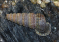 Profile Picture of Cerithidea - Wikipediaon Wikipedia