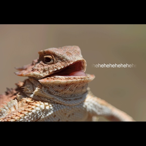 Profile Picture of Lisa Simpson (@monagirl223) on Poshmark