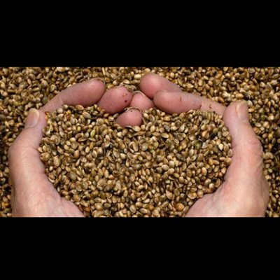 Profile Picture of ZypChicks Healthy Local Hemp Hearts And Seeds (@ZypChicks) on Twitter