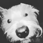 buddy burns xoxo - Instagram Profile Picture of buddy burns xoxo (@buddy_burns_xoxox) on Instagram