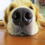 Profile Picture of Judy Fogleman (@ilove_dogs_net) on Instagram