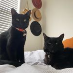 Profile Picture of Theodore David and Logan Paul (@twooblackcats) on Instagram