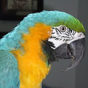 Profile Picture of Linda McCarthy (@lindamccarthy4159) on Youtube