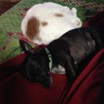 Profile Picture of Chris Whetstone (@c_stone_77) on Instagram