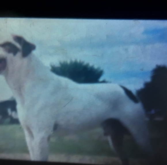 Profile Picture of Jesse Miranda (@mirandavjesse) on Poshmark