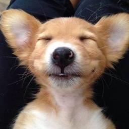 Profile Picture of Jan Boyer (@woofsandwags) on Twitter