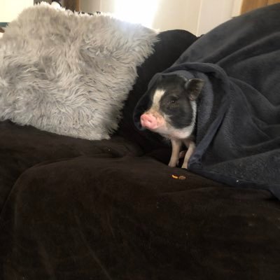 Profile Picture of Steven Halbert (@StevenHalbert1) on Twitter
