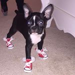 Profile Picture of Sorella Rose and Capone (@sorella_thebostonterrier) on Instagram