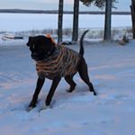 Profile Picture of Oskar Norberg Lundmark (@oskarnorberglundmark) on Instagram