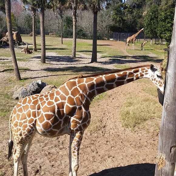 Profile Picture of Katelyn Mcquaid (@katelynmickey) on Poshmark