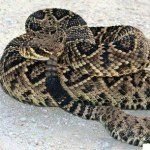 Profile Picture of Joe Rodebaugh (@mr_rattler) on Instagram