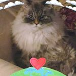 Profile Picture of Terry Sugar Raven (@terrycampbell2013) on Instagram