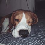 Profile Picture of Roxanne,Belle,Rosebutt,Carmen (@roxanne_beagle) on Instagram