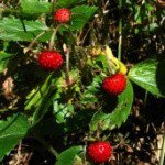 Profile Picture of Clark (@clarkstahls12ab) on Instagram