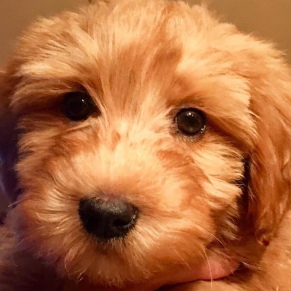 Profile Picture of Kerry Pezzullo (@kgp2122) on Poshmark