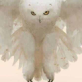 Profile Picture of Charles Heath (@charlesheath110) on Twitter