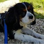 Profile Picture of Scott De Mical De Lys 💕 (@scott.the.cavalier) on Instagram