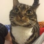 Profile Picture of Daniel Mazzei (@danielmazzei7) on Instagram