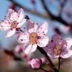 Profile Picture of Rex Wade (@rwhcuffed) on Instagram