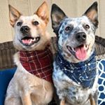 Profile Picture of Danee 🇺🇸🗽 iphone 11 Pro Max 📱 (@lupo.lemmy) on Instagram