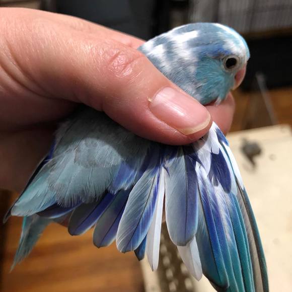 Profile Picture of Melanie Geballa (@mgball) on Poshmark