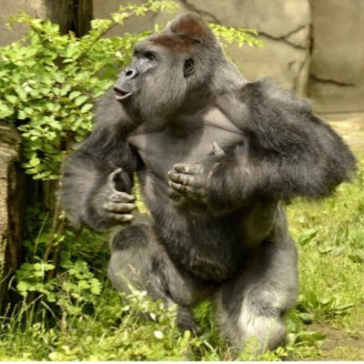 Profile Picture of Josh Rollandpt (@josh_rolland) on Twitter