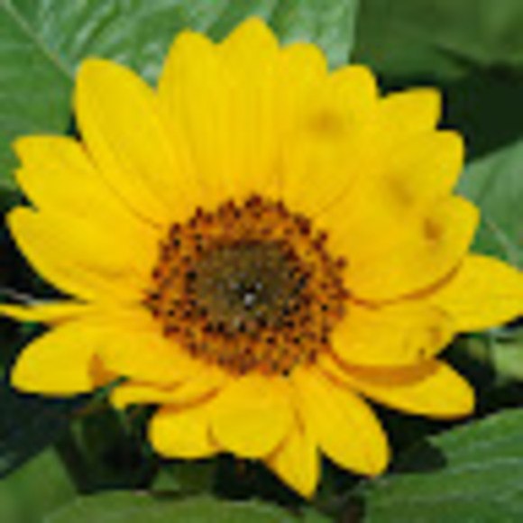 Profile Picture of Tatum Carbeno (@tatumlcarbeno) on Poshmark