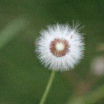 Profile Picture of RAJU CHERIAN (@rajucherianfca) on Instagram