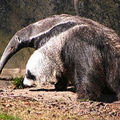 Profile Picture of Chris Del Guercio (@chrisdelguercio) on Twitter