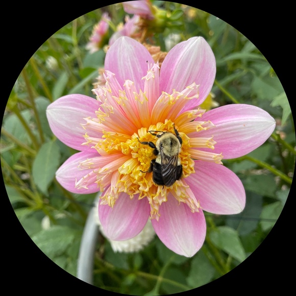 Profile Picture of Luanne Perrera (@lperrera) on Poshmark