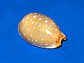 Profile Picture of Staphylaea limacinaon Wikipedia