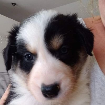 Profile Picture of James Dilbone (@DilboneJames) on Twitter