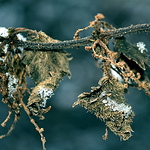 Profile Picture of Davina (@she.wolf.) on Flickr