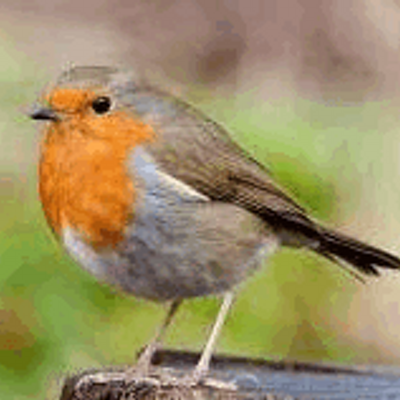 Robin Peach - Twitter Profile Picture of Robin Peach (@Robin101047) on Twitter