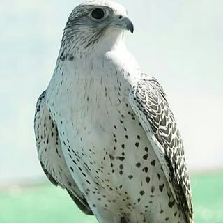 Profile Picture of Jade bin rashid al maktoum (@sa3faza) on Instagram